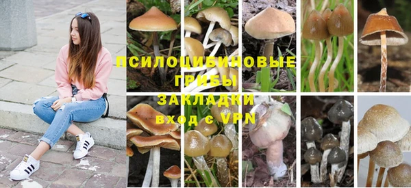 прущие грибы Наволоки